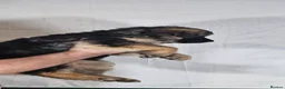 German Shepherd dogs for sale: A Healthy litter of 5 German Shepherds  - Advert 25