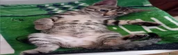 Bengal cats for sale: HomeRaised Bengal x Blue British Shorthair Kittens - Advert 13