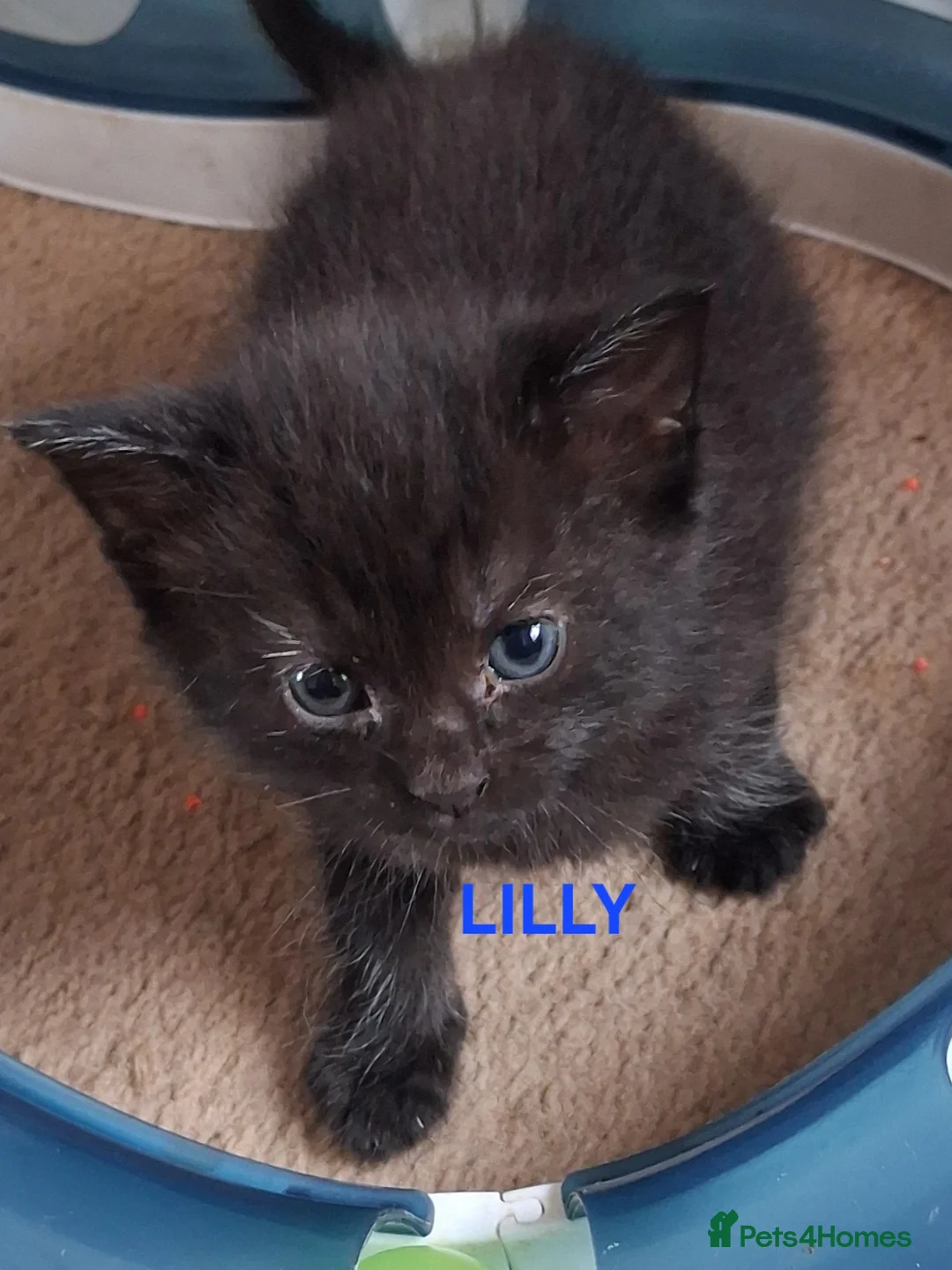 Ragdoll cats for sale: CUTE RAGDOLL KITTENS  - Advert 2