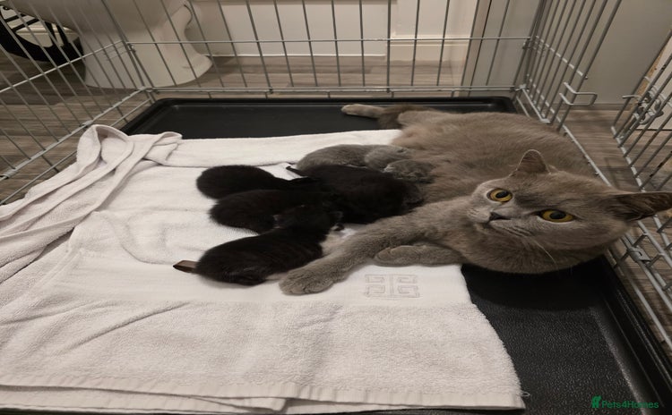 British Shorthair cats - Advert 1