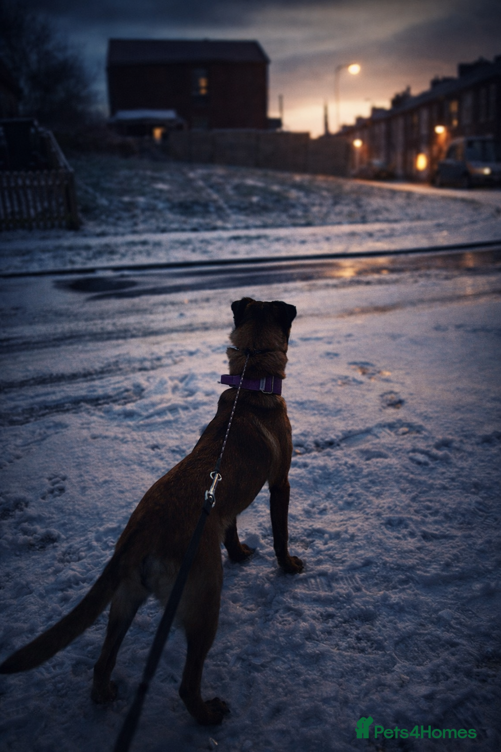 Mixed Breed dogs Luna Belgian malinois mix - Advert 1