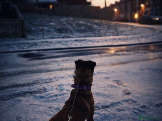 Mixed Breed dogs Luna Belgian malinois mix - Advert 1