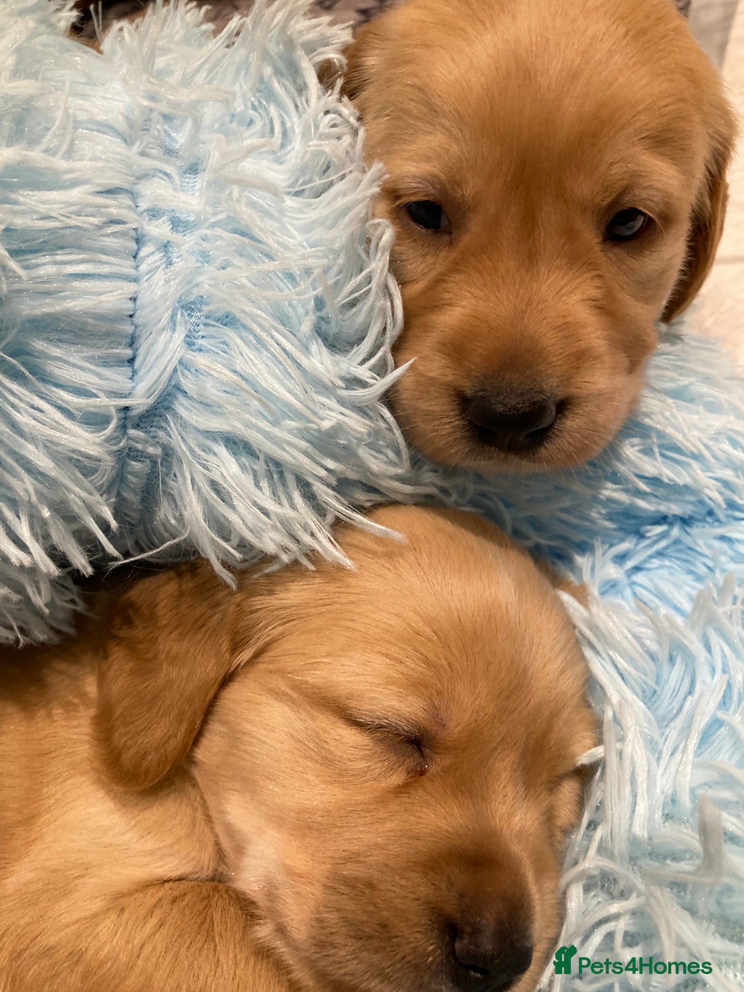 Golden Retriever dogs for sale: KC Registered Golden Retriever Puppies  - Advert 4