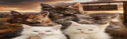 Maine Coon cats for sale: 3 STUNNING MAINE COON KITTENS READY THIS MONTH  - Advert 6