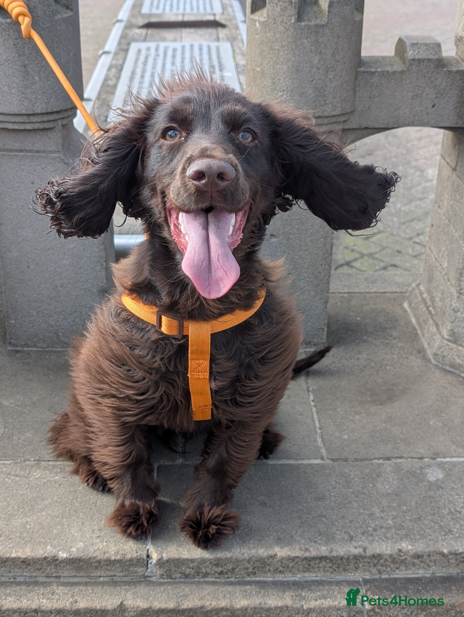 Cocker Spaniel dogs Female - 9 month old Cocker Spaniel  - Advert 1