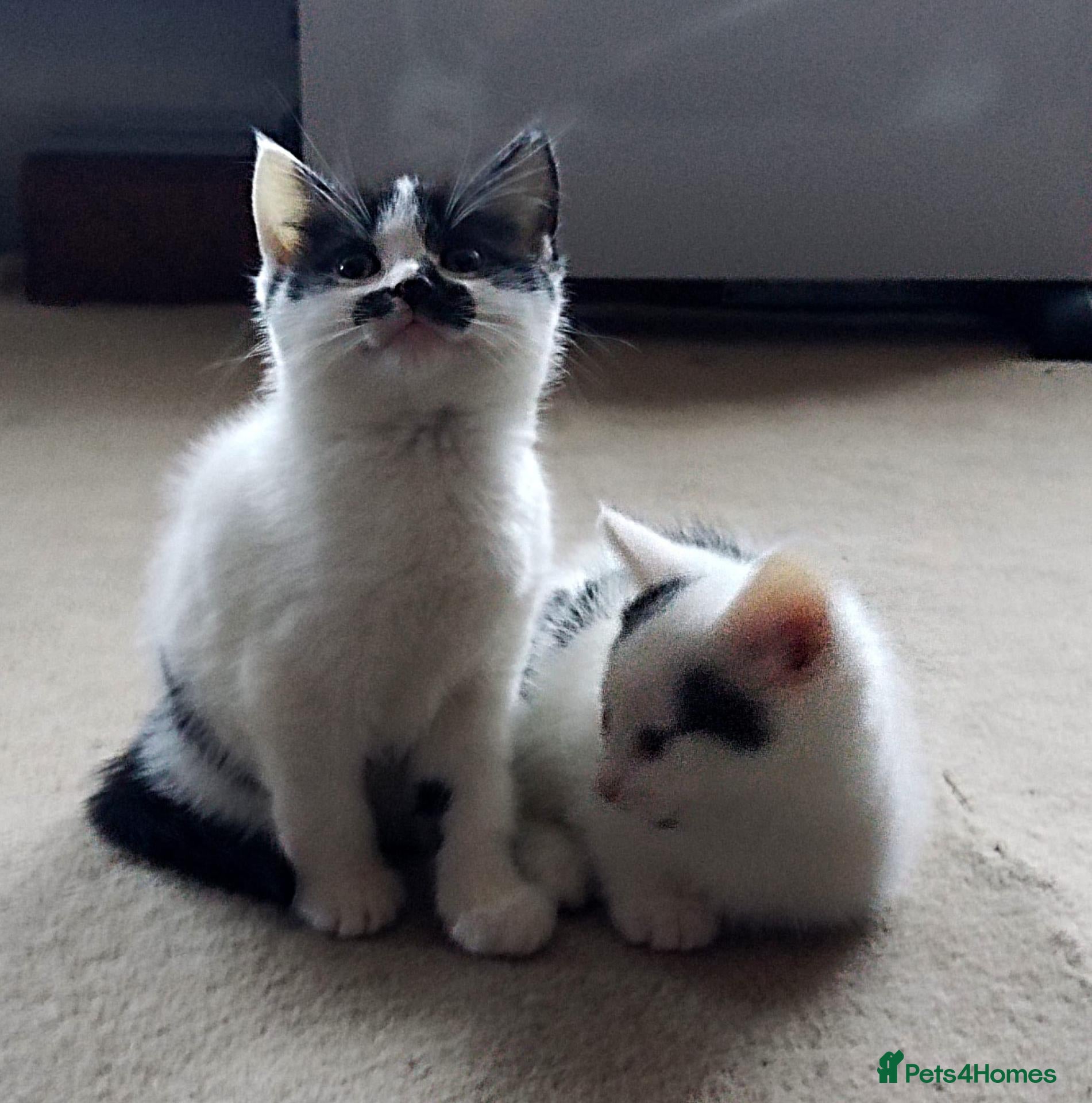 Mixed Breed cats for sale: 💛kittens 💛 - Advert 1