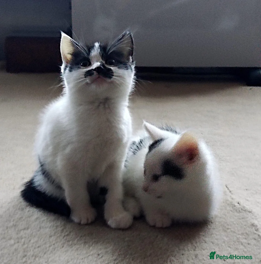 Mixed Breed cats for sale: 💛kittens 💛 - Advert 1