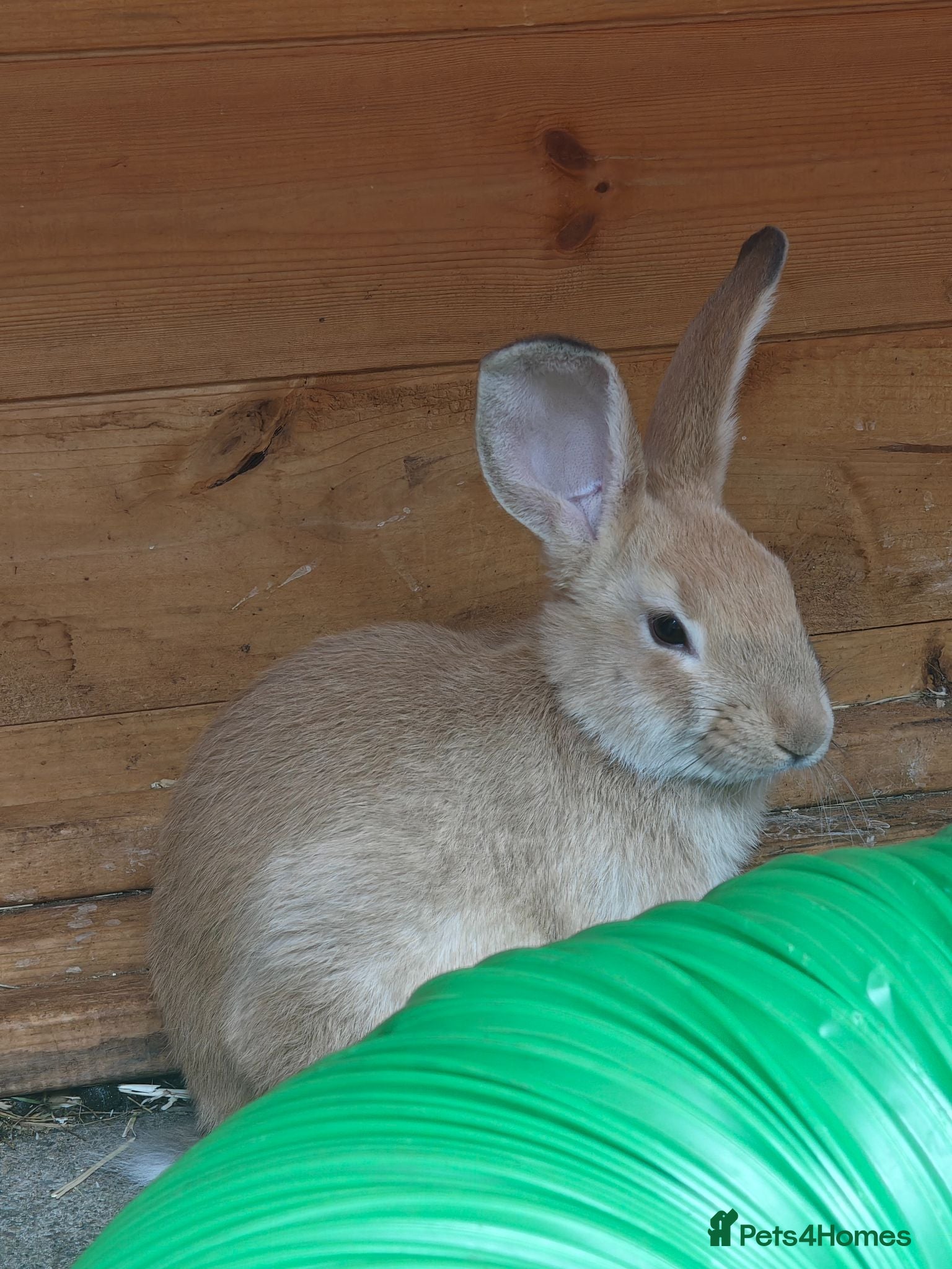 New Zealand rabbits 🐰 2 New Zealand Baby boys🐰 - Advert 2