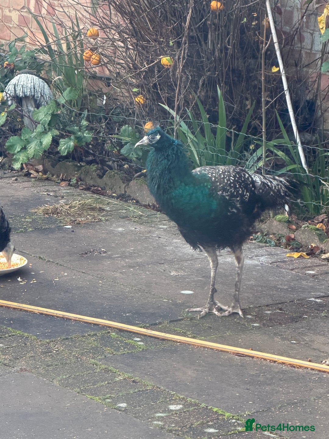 Peafowl poultry for sale: Peacock Peafowl 🦚  - Advert 3