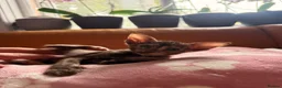 Oriental cats for sale: Beautiful Siamese & Oriental Kittens  - Advert 39