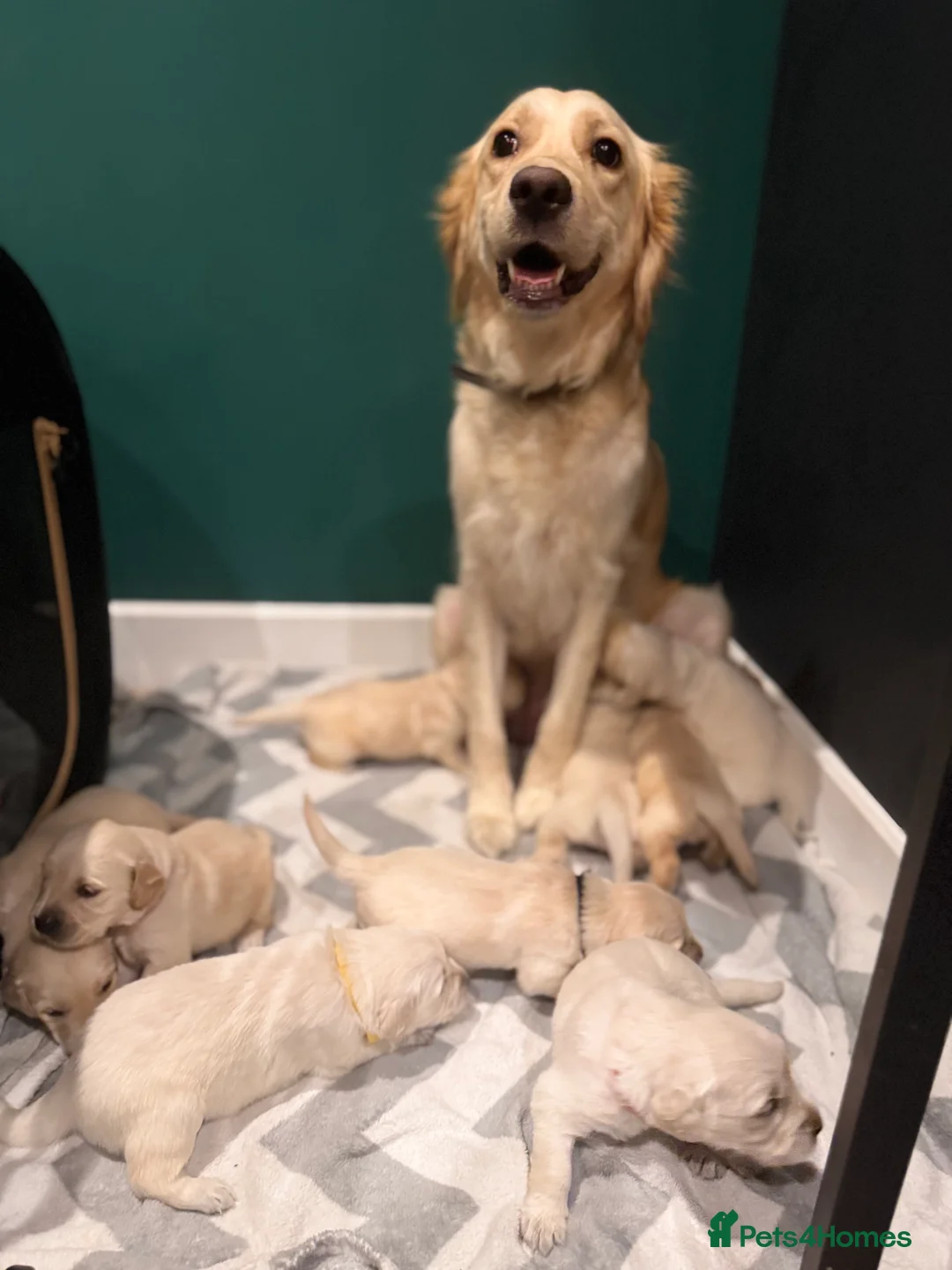 Golden Retriever dogs for sale: Champion line-KC Reg. Golden Retriever Puppies💖💙 - Advert 5