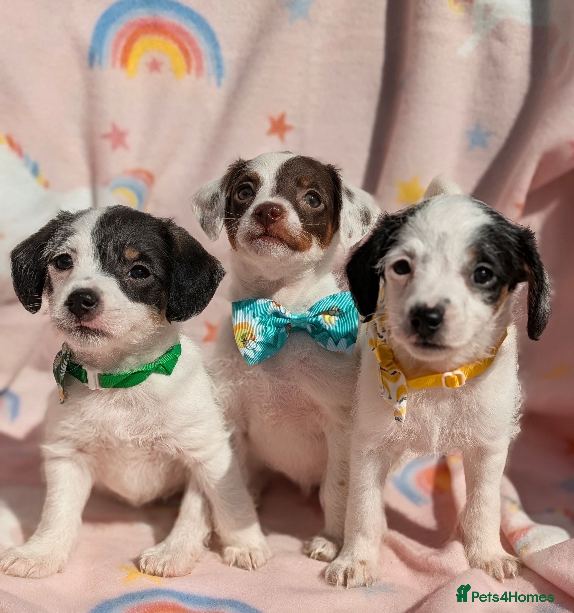 Jackapoo dogs Ready to go 🩷Stunning F1 Jackapoos  - Advert 1