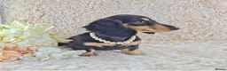 Miniature Dachshund dogs for sale: Long coat Miniature Dachshund Puppies  - Advert 7