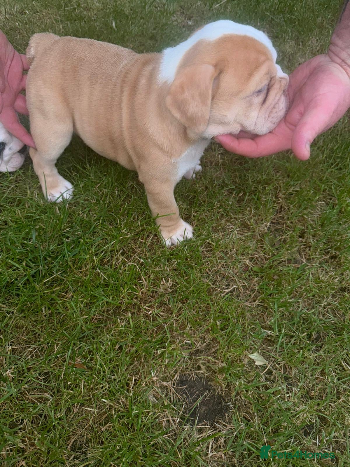 English Bulldog dogs for sale: Chunky healthy pups - Advert 8