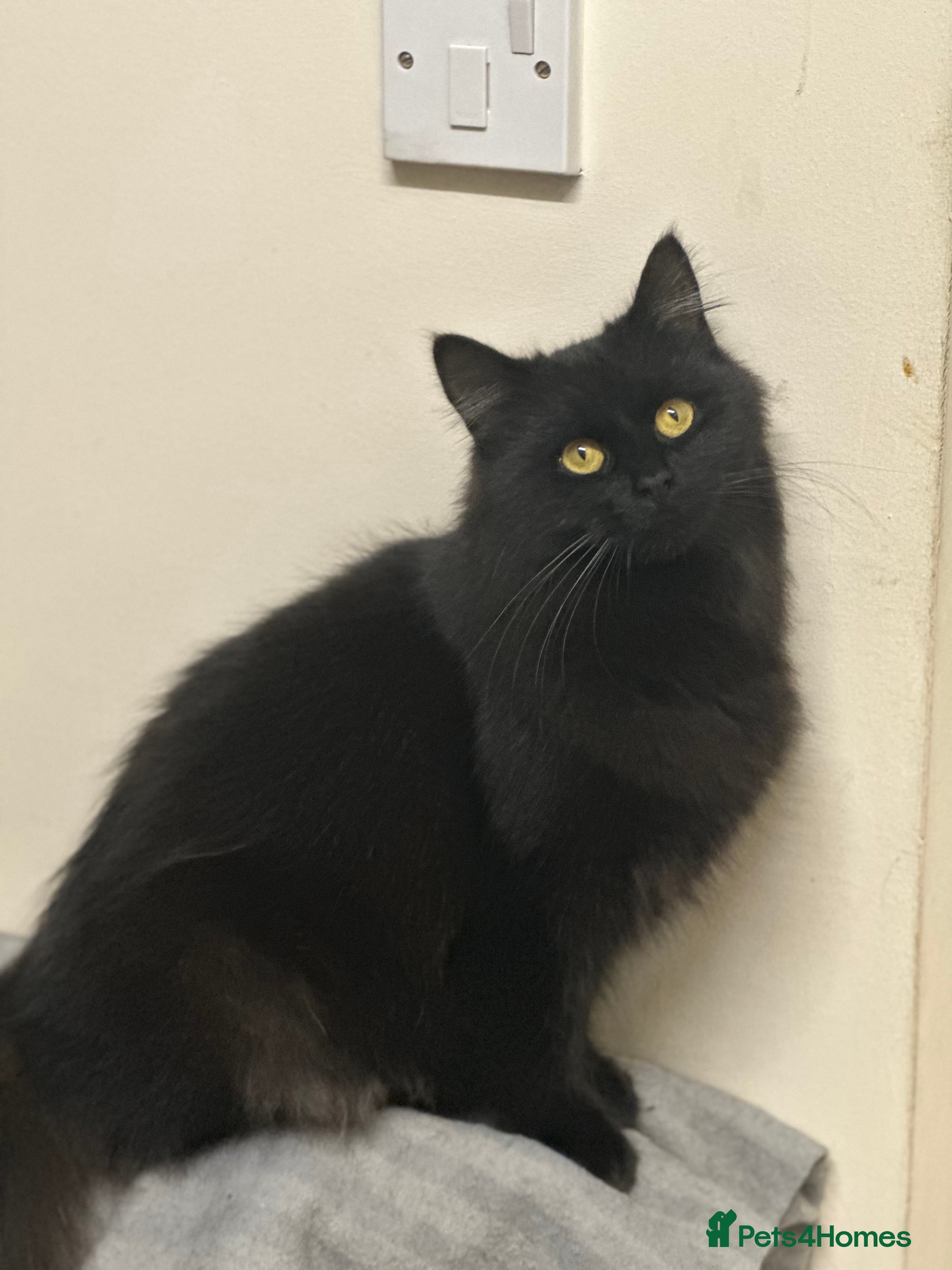 Maine Coon cats Beautiful girl half Maine coon half Bombay black  - Advert 3