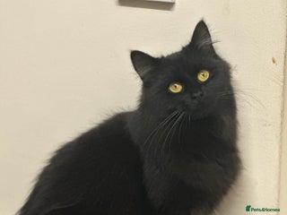 Maine Coon cats Beautiful girl half Maine coon half Bombay black - Advert 3