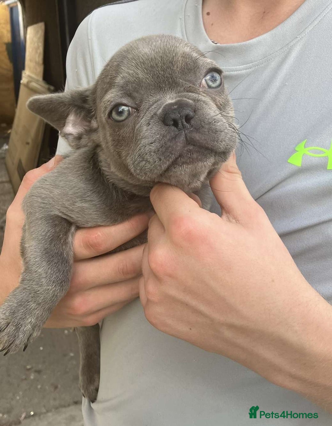 French Bulldog dogs for sale: Beautiful French bulldog puppies  - Image 28