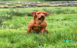Labrador Retriever dogs for sale: Fox Red Labrador Retriever KC Registered puppies in Wetherby - Image 20