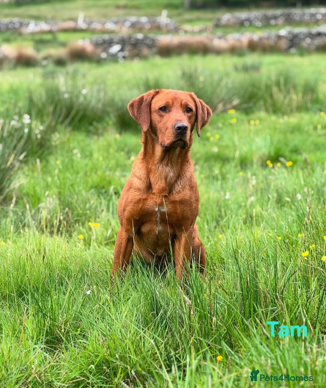 Labrador Retriever dogs for sale: Fox Red Labrador Retriever KC Registered puppies in Wetherby - Image 20