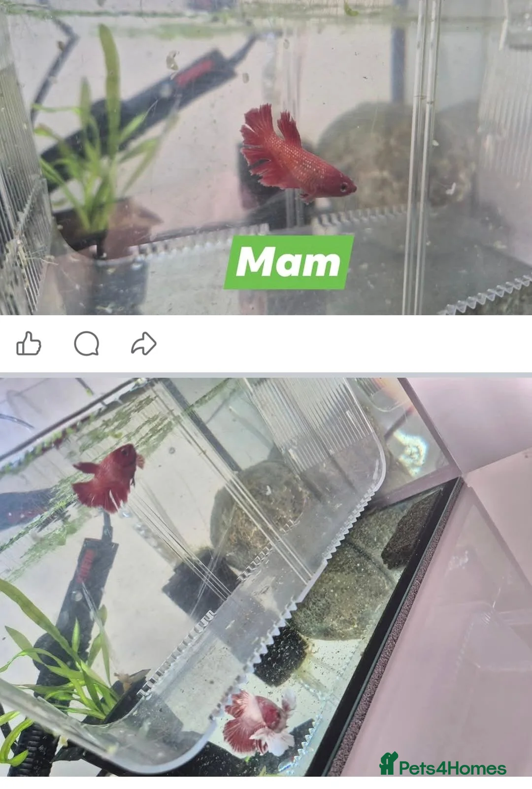 Bettas fish for sale: X3 betta fish - Advert 7