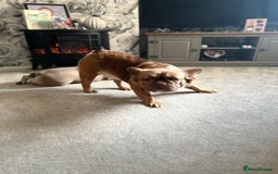 French Bulldog dogs for sale: French Fluffy Bulldogs 2 X Females  - Image 2
