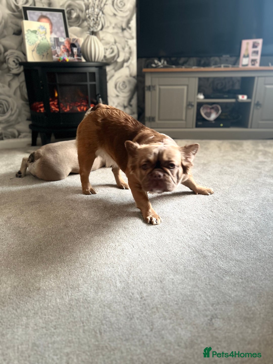 French Bulldog dogs for sale: French Fluffy Bulldogs 2 X Females  - Image 2