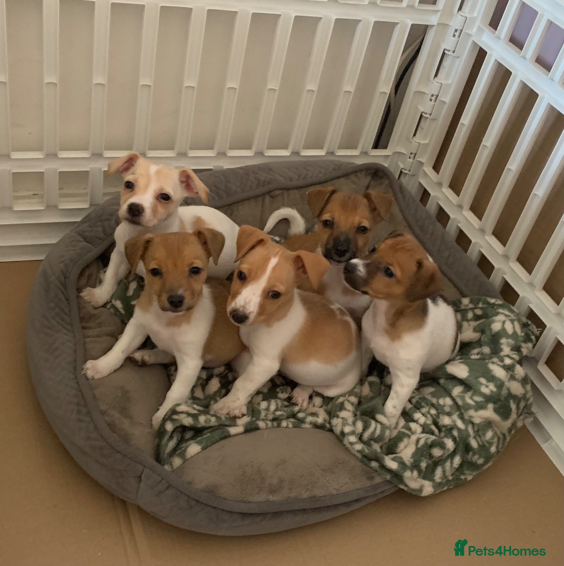 Jack Russell dogs Beautiful Pure Jack Russell Puppies Dogs  - Advert 3