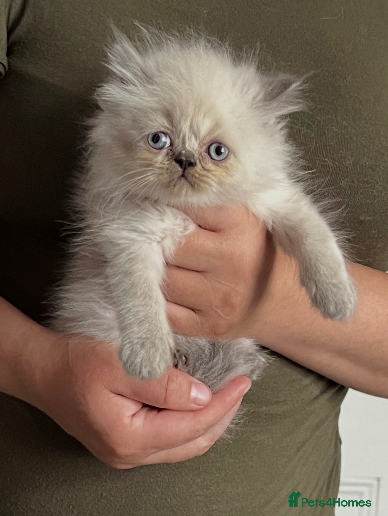 Persian cats Beautiful Blue Point Kittens - Advert 1