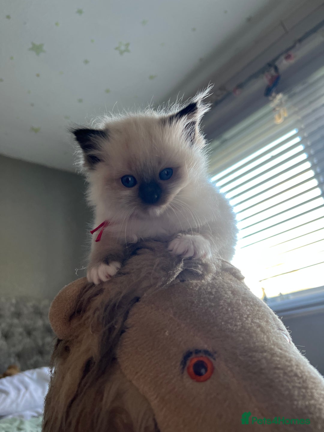 Ragdoll cats for sale: **LAST BOY** CHUNKY RAGDOLL KITTENS FOR SALE - Advert 16