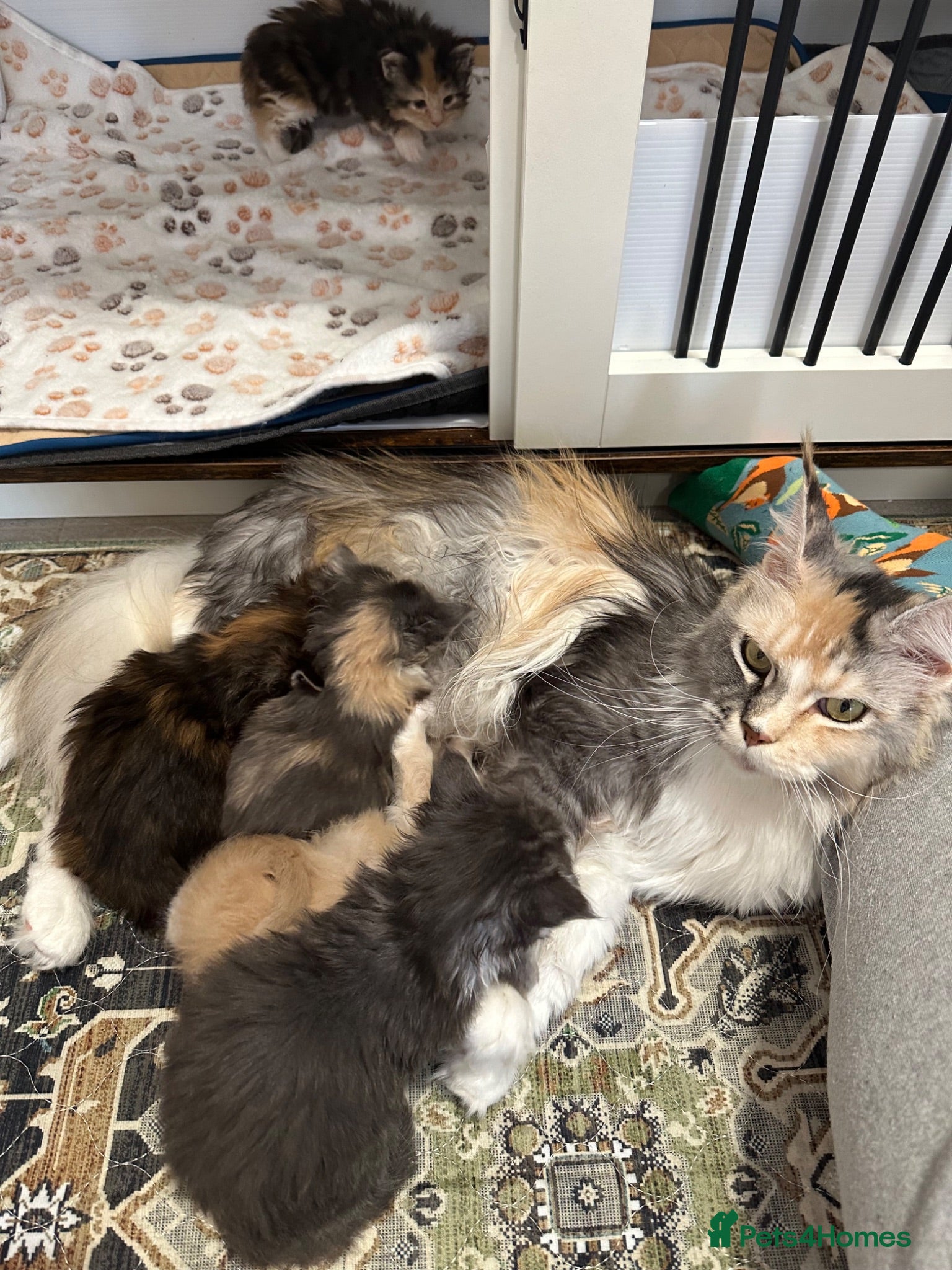 Maine Coon cats 5 x Stunning GCCF Registered Maine Coon Kittens - Advert 2