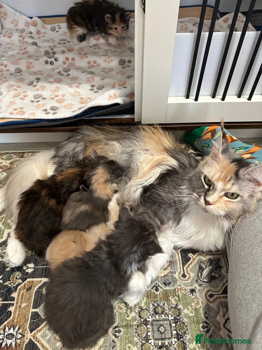 Maine Coon cats for sale: 5 x Stunning GCCF Registered Maine Coon Kittens - Advert 2