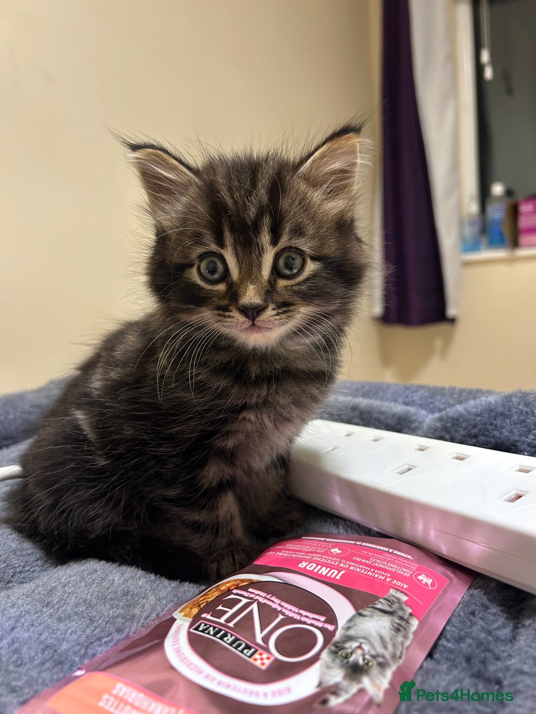 Mixed Breed cats for sale: Kittens lovely kittens  - Advert 10