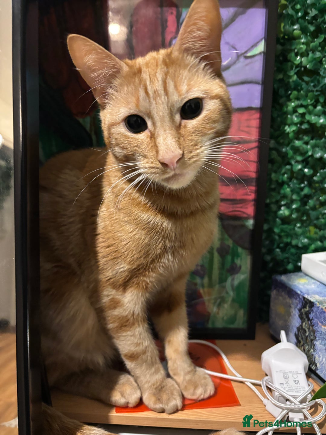 Mixed Breed cats for sale: Beautiful ginger boy looking for a new home - Advert 1