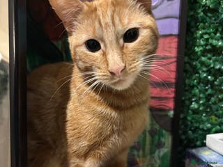 Mixed Breed cats Beautiful ginger boy looking for a new home - Advert 2