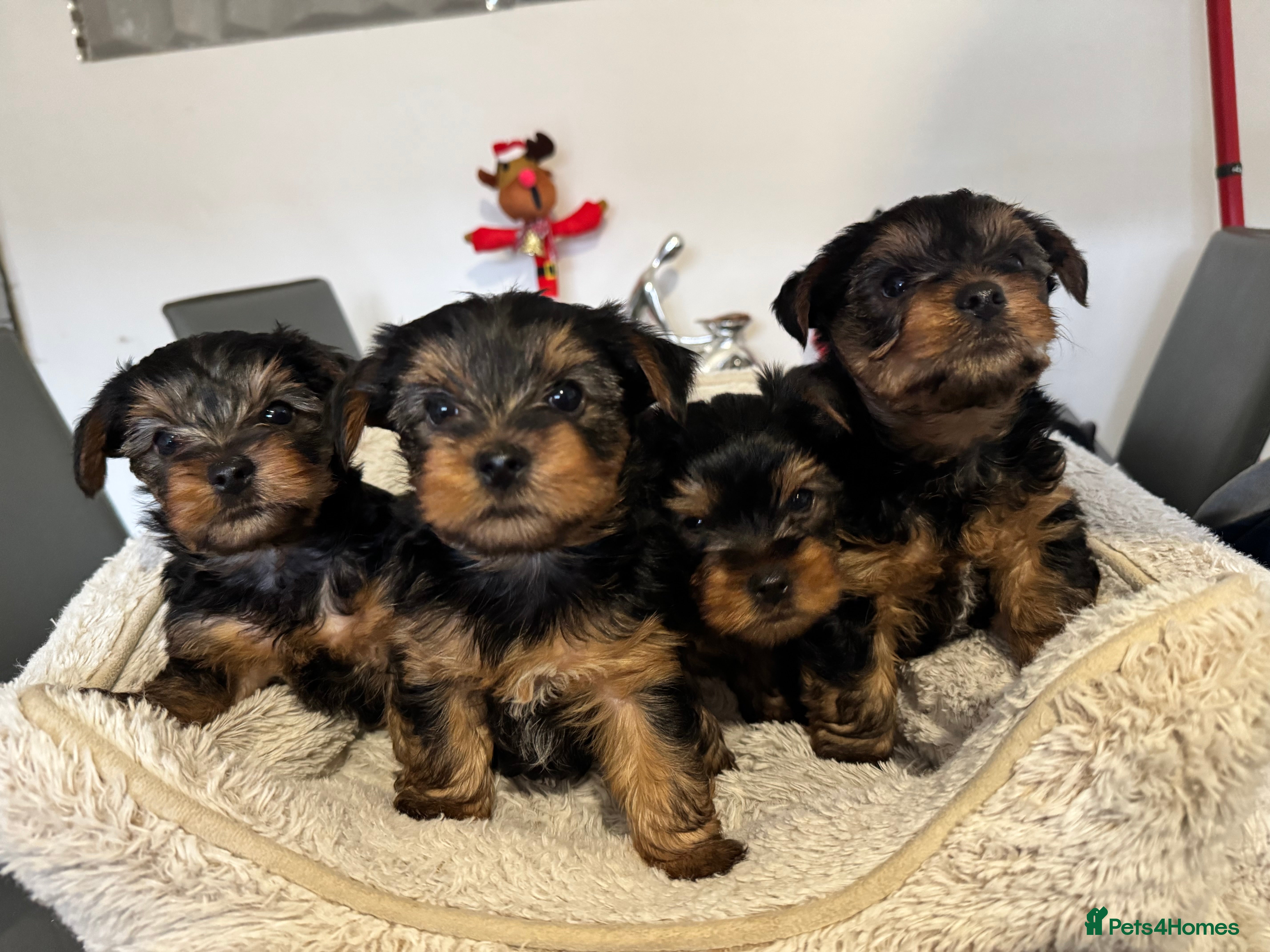 Yorkshire Terrier dogs Beautiful Yorkshire Terrier Puppies - Advert 1