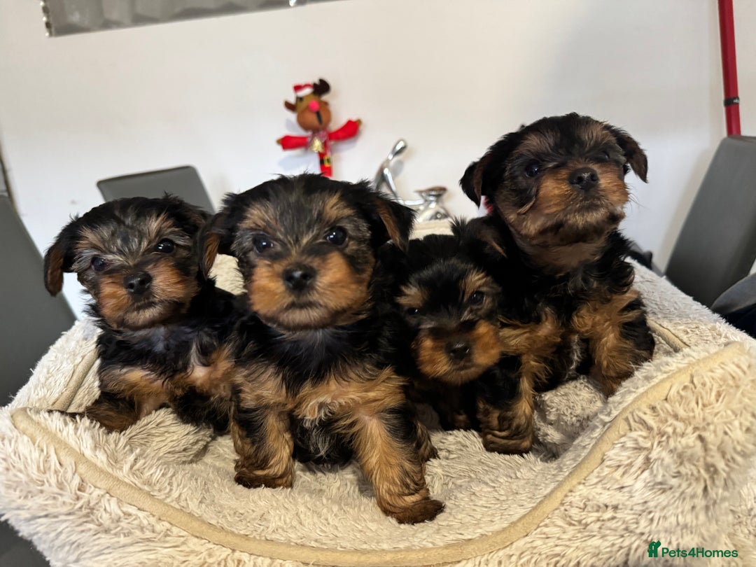Yorkshire Terrier dogs for sale: Beautiful Yorkshire Terrier Puppies - Advert 1