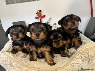 Yorkshire Terrier dogs Beautiful Yorkshire Terrier Puppies - Advert 2