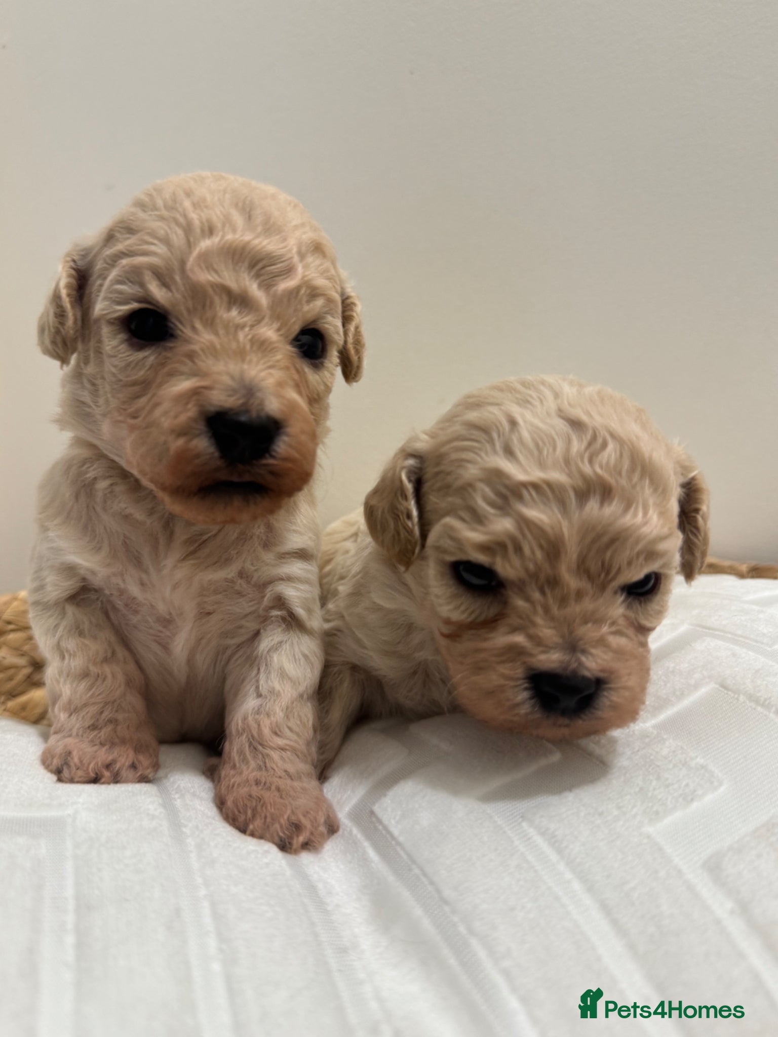 Maltipoo dogs for sale: Adorable Rare Tiny Maltipoo 🐾  - Advert 5