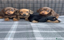 Miniature Dachshund dogs for sale: KC Registered true petite Miniature Dachshunds - Image 5