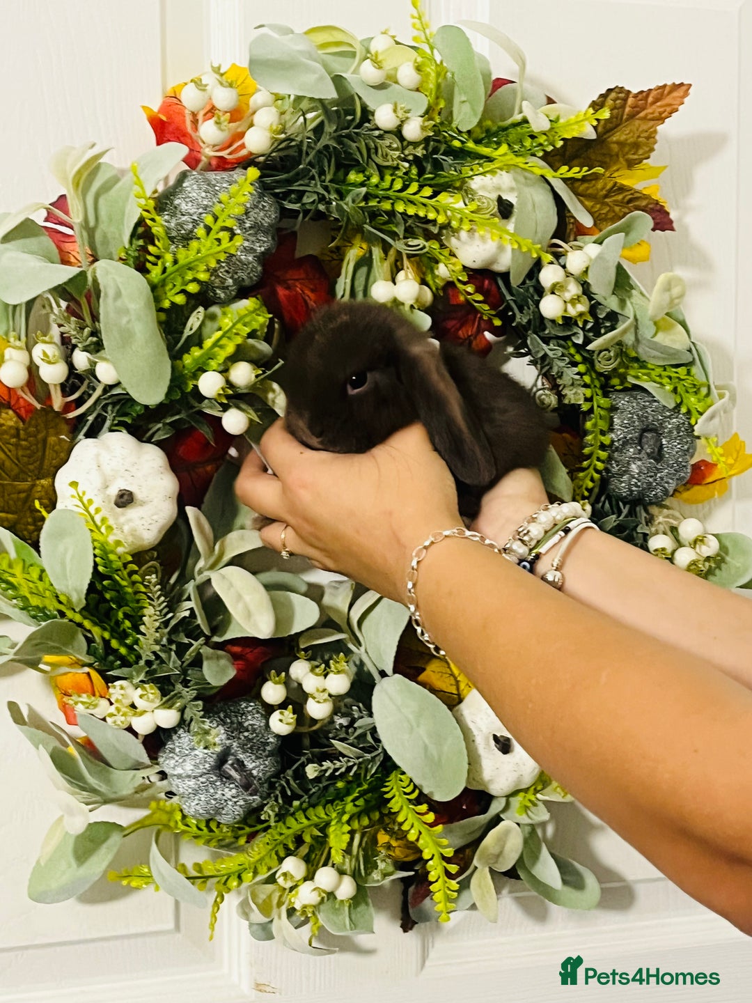 Mini Lop rabbits for sale: 🐰pure bred Miniature Lop 🐰 - Advert 18