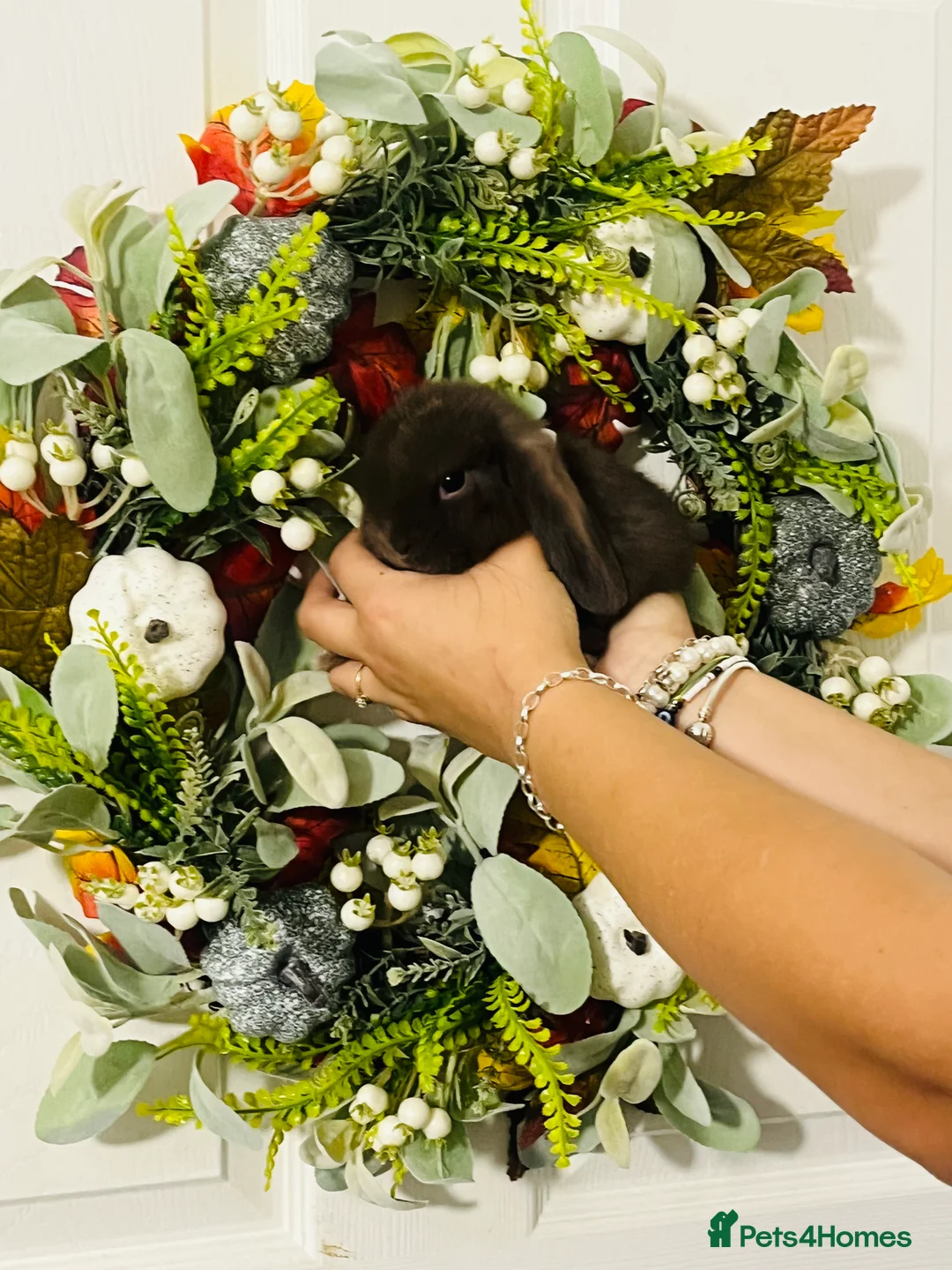 Mini Lop rabbits for sale: 🐰pure bred Miniature Lop 🐰 - Advert 21