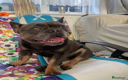 French Bulldog dogs for sale: 2y French Bulldog, ready to go! - Image 3