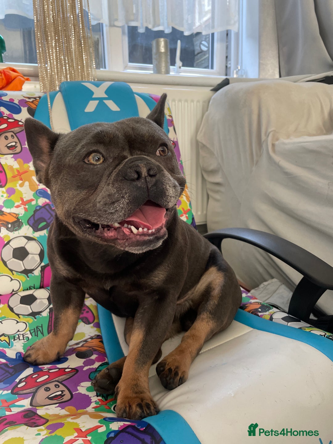 French Bulldog dogs for sale: 2y French Bulldog, ready to go! - Image 3