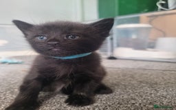 Domestic Shorthair cats for sale: 3 black kittens  - Image 3