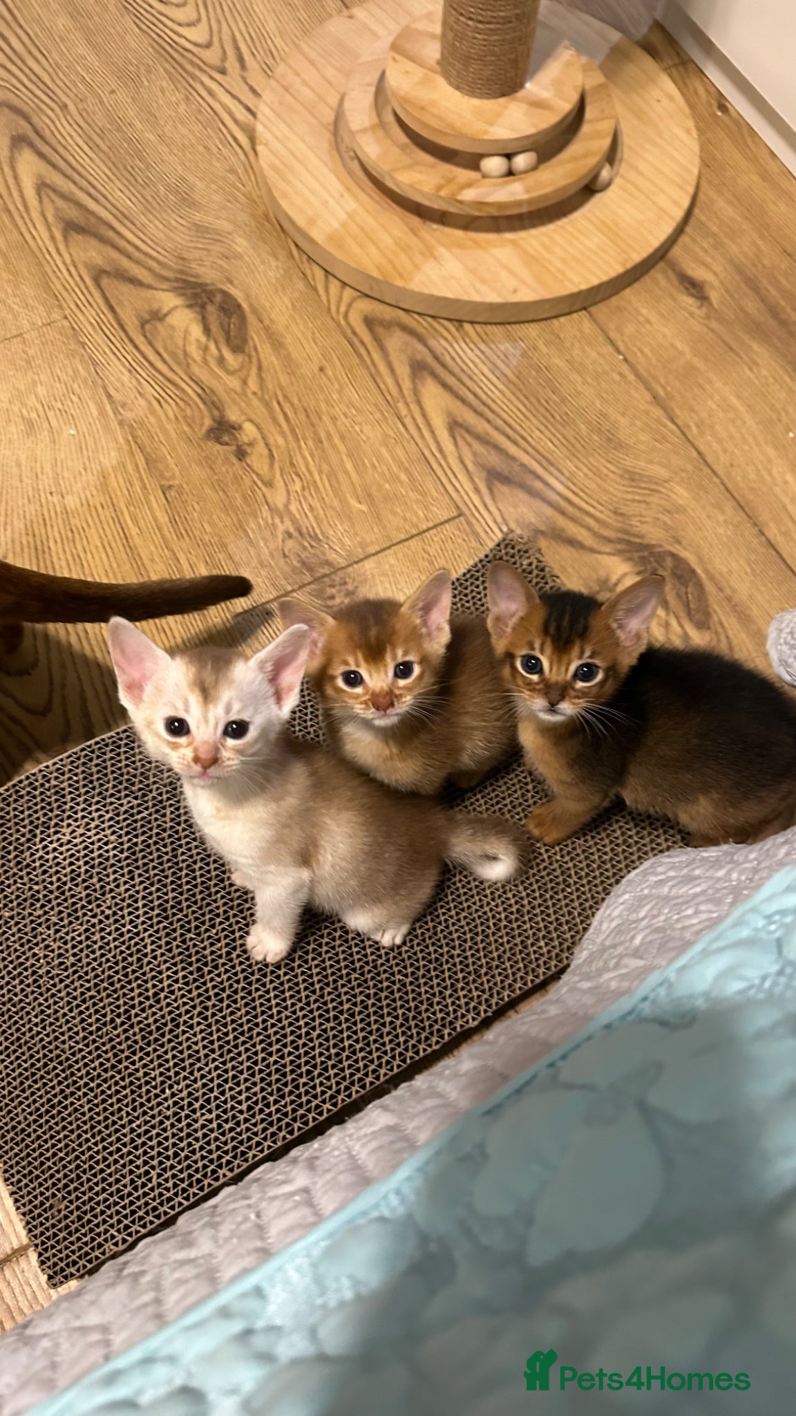 Abyssinian cats Abyssinian kittens 🌟😻🌟 - Advert 16