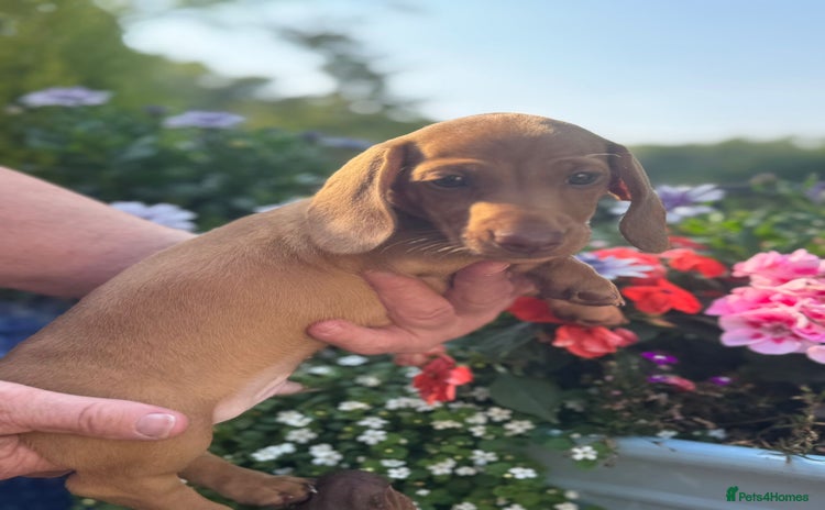 Miniature Dachshund dogs - Advert 1