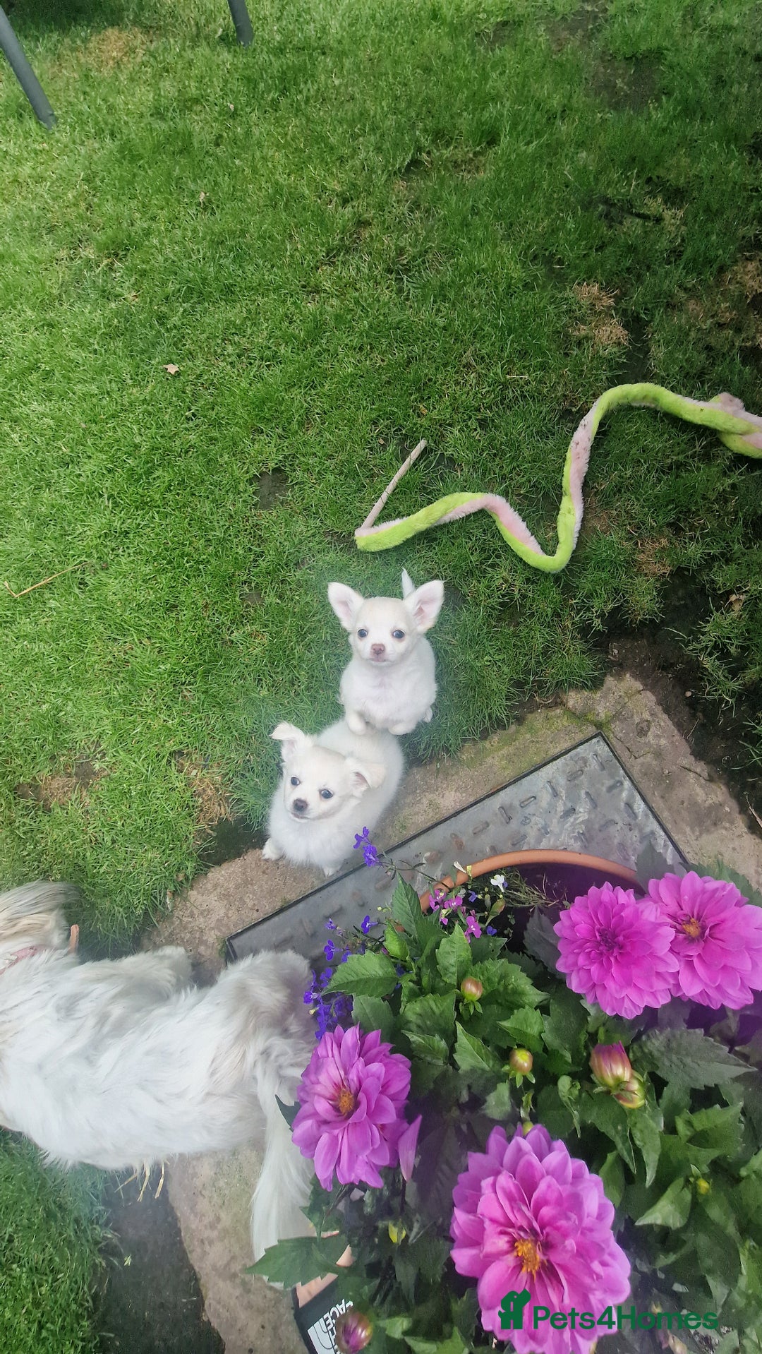Chihuahua dogs for sale: Gorgeous Long coat MALE WHITE chihuahua.  - Image 15