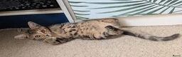 Mixed Breed cats for sale: Beautiful tabby mixed girl for sale in Tunbridge Wells - Advert 12