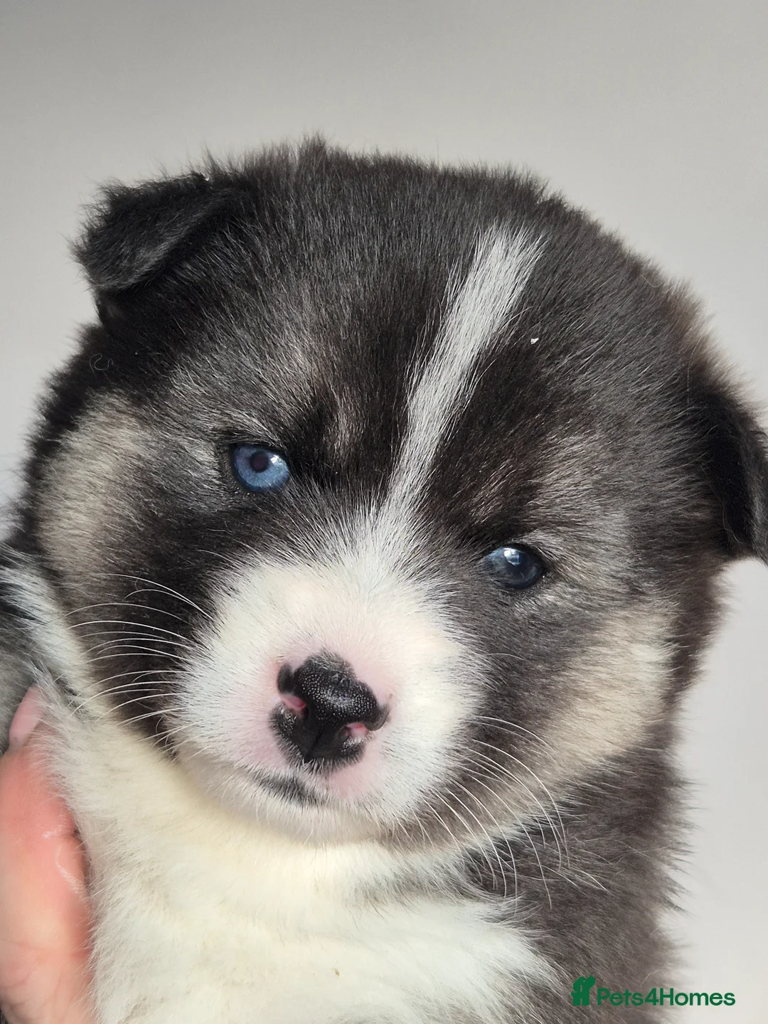 Pomsky dogs for sale: F3 Pomsky Puppies | 5⭐ Licensed | BVA Tested - Advert 1