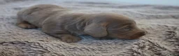 Miniature Dachshund dogs for sale: Beautiful KC long haired miniature dachshunds in Grays - Advert 6